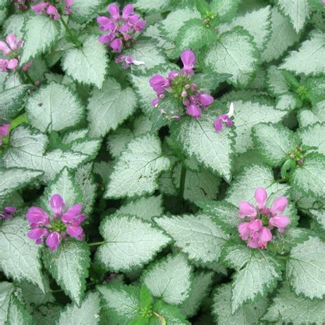 Lamium | Flower and Plant Delivery Manhattan Florist | Plantshed.com