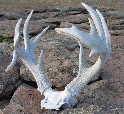 Coues Deer Gallery - ARIZONA ANTLER ADDICTION