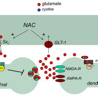 Regulation of glutamate homeostasis by N-acetylcysteine (NAC). NAC ...