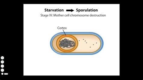 Endospore Formation - YouTube