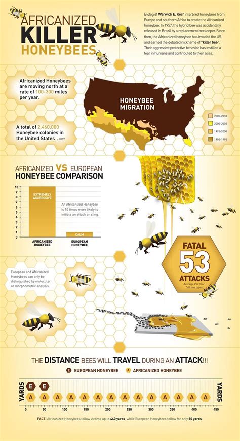 Africanized Honeybee Migration through the US [Infographic] | Bee keeping, Bee, Bee facts