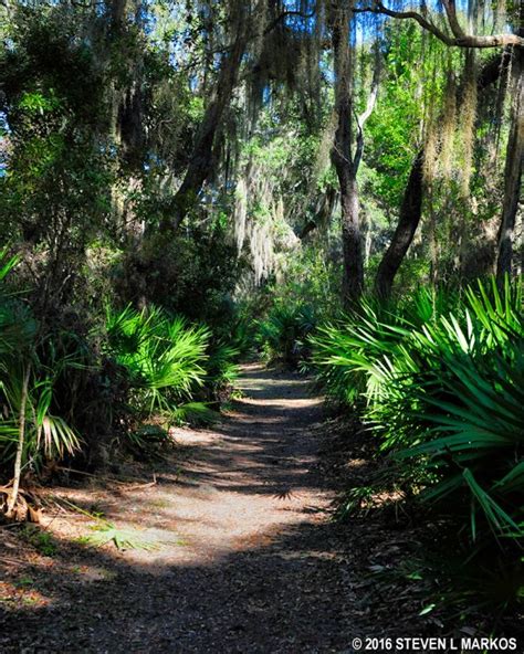 Cumberland Island National Seashore | DUCK HOUSE TRAIL TO THE BEACH