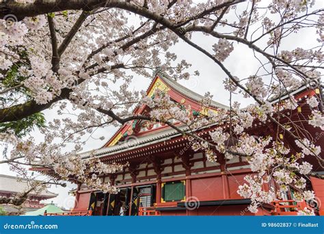 Cherry Blossom at Sensoji Asakusa Kannon Temple Stock Image - Image of cherry, foliage: 98602837