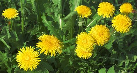 Before you get out the weed killer - Dandelions are good for your ...