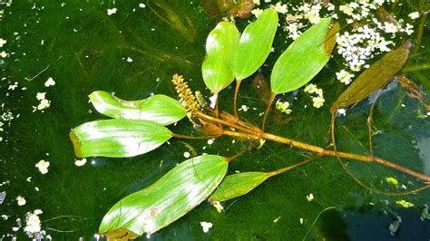 Potamogeton nodosus (long-leaved pondweed): Go Botany