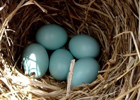 bluebird eggs 5 - Elaine Mansfield