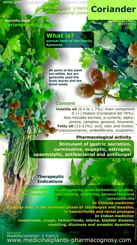 Coriander benefits. Infographic. Properties of the plant ...