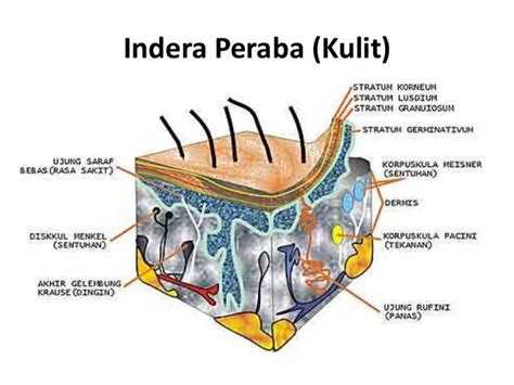 fisiologi Panca indra