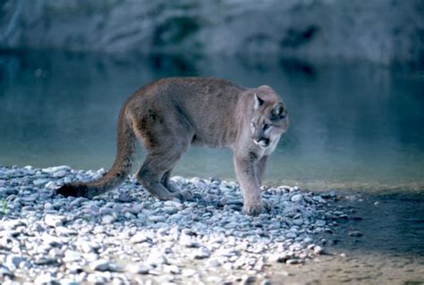 Endangered Perspective - The Elusive Wildcat | Halifax Media Co-op