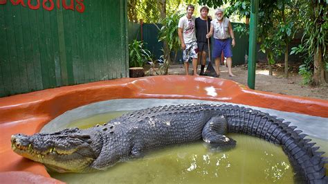 How Queensland's monster compares to world's largest crocs