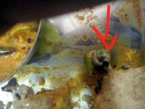 Larvae found in Pune University's canteen food, a fourth incident in less than eight days