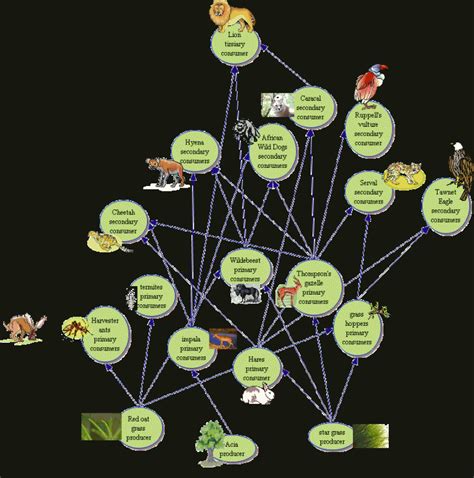 savannah food web worksheet : Biological Science Picture Directory – Pulpbits.net