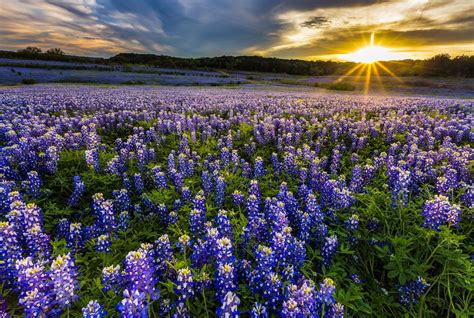 Best Flower Fields in the United States