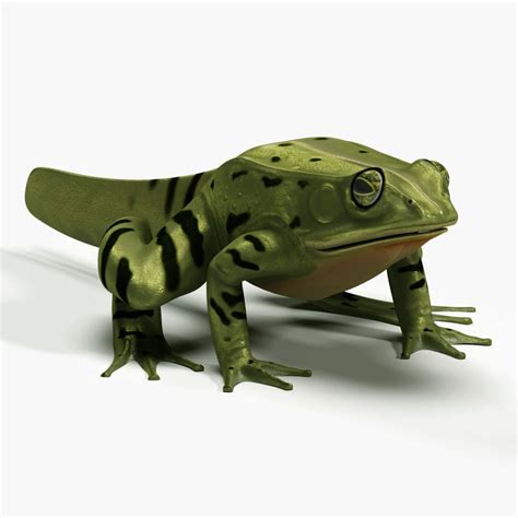frog evolution max