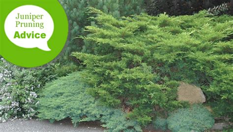 How To Prune Junipers & Other Conifers from the Experts at Wilson Bros ...