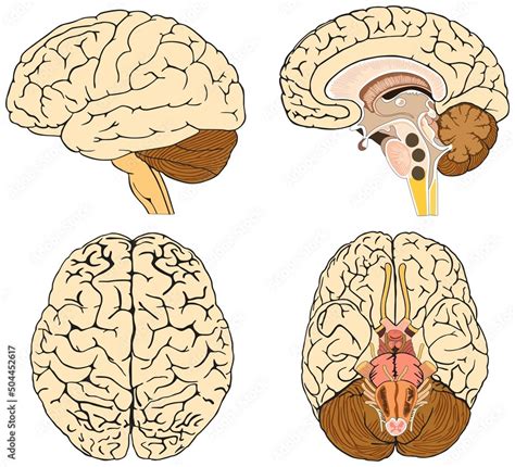 Human brain anatomy infographic diagram lateral sagittal top superior ...