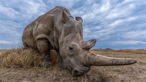 Advancing Wildlife Conservation at Kenya’s Ol Pejeta: Gundi’s ...