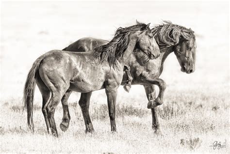 Fine Art Photographs of Wild Horses - Photography of Wild Horses ...