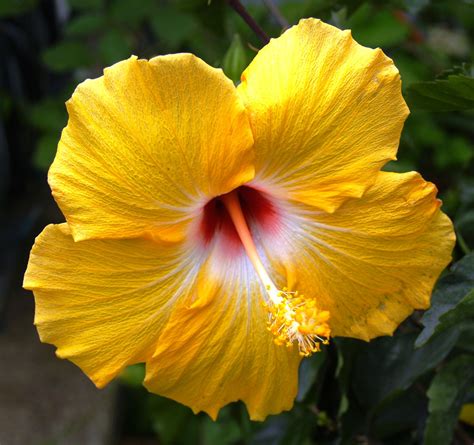 Yellow hibiscus, official flower of Hawaii | Hibiscus plant, Hibiscus flowers, Yellow hibiscus