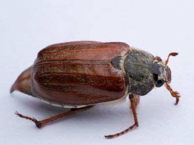 June Beetle Control: How To Get Rid Of June Bugs