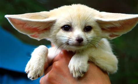 PsBattle: Fennec Fox : r/photoshopbattles