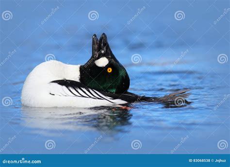 Male Goldeneye Duck stock photo. Image of wildlife, display - 83068538