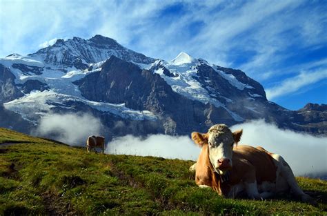 5 Fun & Majestic Hiking Trails in Wengen, Switzerland - Go Look Explore