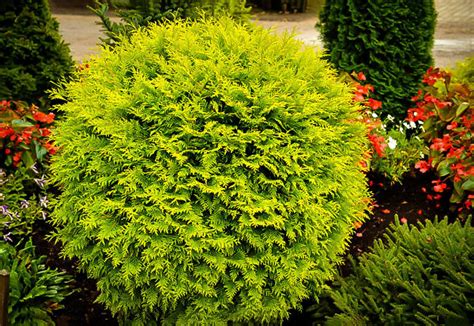 Golden Globe Arborvitae For Sale Online | The Tree Center