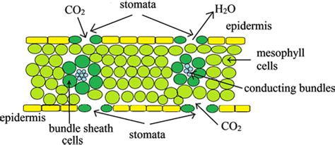 Photorespiration and Its Role in the Regulation of Photosynthesis and Plant Productivity