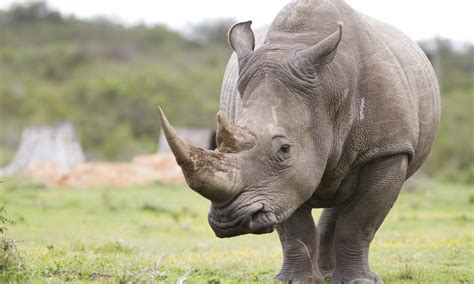 Rhino Horn’s Real Value and Other Rhino Facts | Stories | WWF