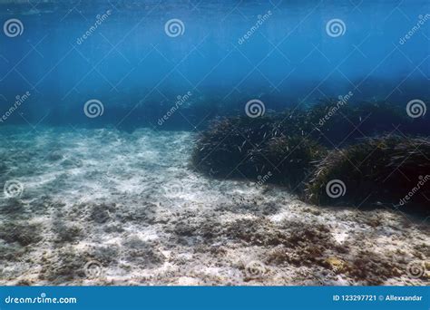 Underwater Background with Seaweed Stock Image - Image of seaweed, lawn ...