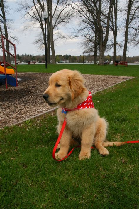 How to Crate Train a Golden Retriever Puppy - PetHelpful