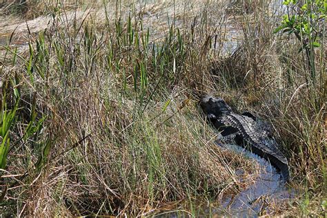 Gator in Water at the Glades Photograph by Kristine Acosta - Fine Art ...