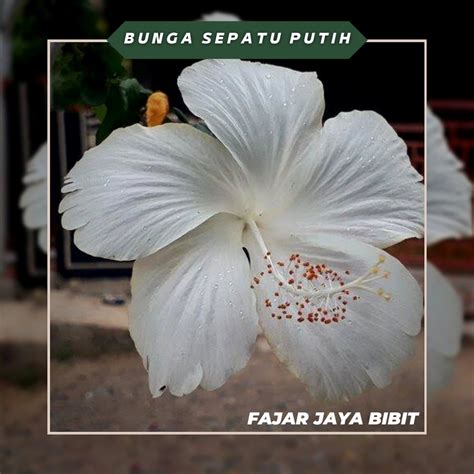 Jual Daun Bunga Kembang Sepatu Putih Variegata Bibit Tanaman Hias | Shopee Indonesia