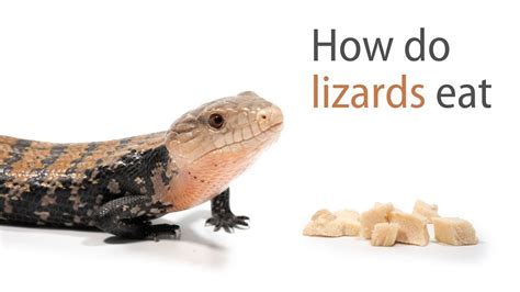 How Do Lizards Eat - YouTube