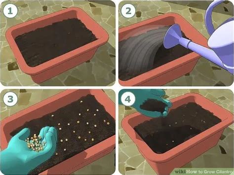 Coriander Indoor Care and Growing Guide - House Plants Expert