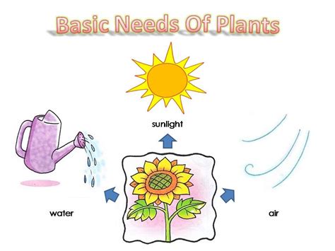 Plants: Basic need of plants