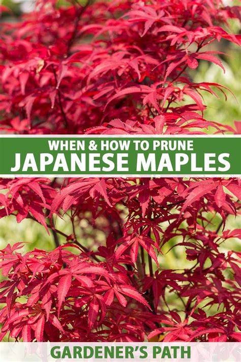 How and When to Prune Japanese Maples | Gardener’s Path