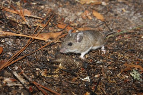 Cotton Mouse (Peromyscus gossypinus) · iNaturalist