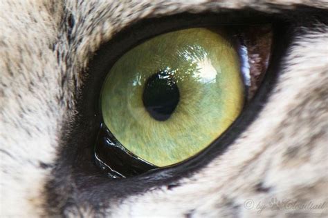 snow leopard eye close up - Google Search | Snow leopard, Eye animal, Cool eyes