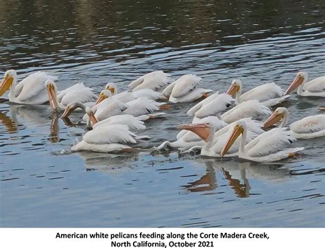 American White Pelican: A Birdwatcher's Guide | John R. Cammidge