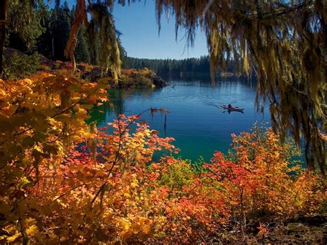 Oregon fall Foliage | Oregon Fall Foliage Weekly Update 10/12/2013 ...