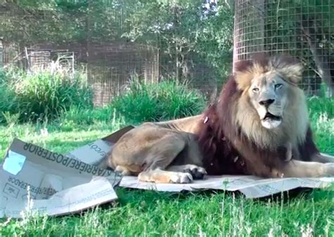 Tigers, lions, and other big cats love cardboard boxes as much as ...