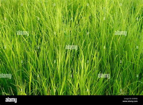 Lush Green Grass Stock Photo - Alamy