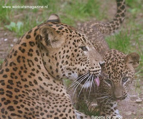 Panther or Leopard (Panthera Pardus) - Wild Cats Magazine