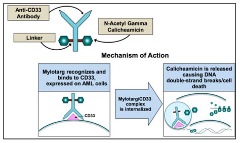 Cancers | Free Full-Text | CD33 Expression and Gentuzumab Ozogamicin in ...