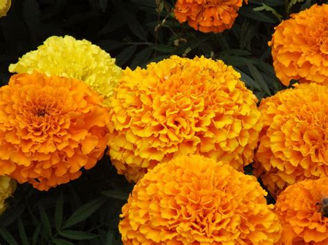 How to Grow Marigold Plants