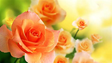 Rose flower wallpaper backgrounds | 3D-HD Wallpaper | Pinterest | Wallpaper, Hd wallpaper and ...