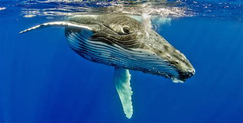 Humpback Whales - The World’s Best Places for Whale Watching and ...