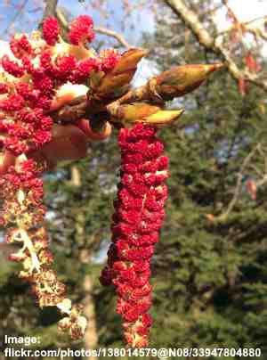 Cottonwood Trees: Facts, Identification, Pictures, Problems, and More ...